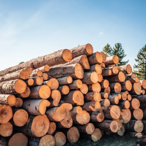 Stammholz Nadelholz – LKW-Ladung